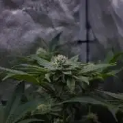 Cali Tings Wizard Trees SOIL