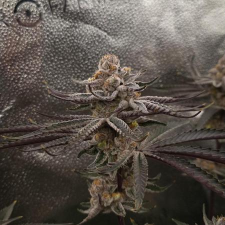 Orange Bud 2.0 Dutch Passion NFT
