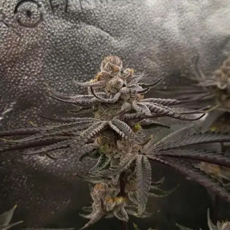 Orange Bud 2.0 Dutch Passion NFT
