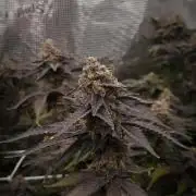 Papayton Fastbuds NFT