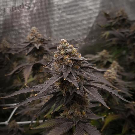 Papayton Fastbuds NFT