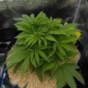Forbidden Orange HappyPlant420