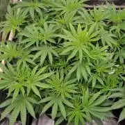 Midnight Candy HappyPlant420 SOIL