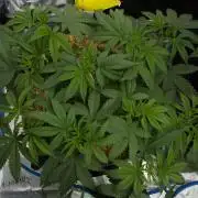 Pink Banana Runtz Dutch Passion