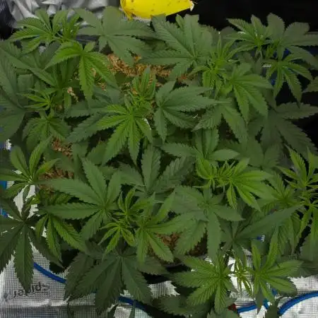 Pink Banana Runtz Dutch Passion