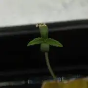 Sour Sherb Sensi Seeds
