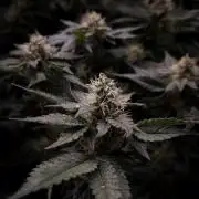 Garlic Cookies Pureinstinto NFT