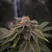 Sherbelato Cake #2 Dutch Passion SOIL