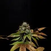 Grandpa Zombie IZI seeds SOIL