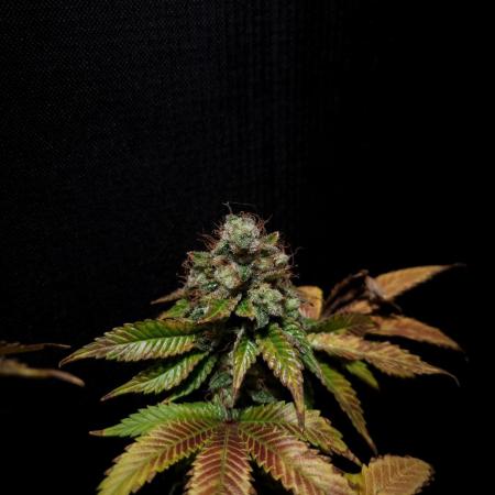 Grandpa Zombie IZI seeds SOIL