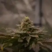 Cali Tings Wizard Trees SOIL