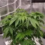 Papayton Fastbuds NFT