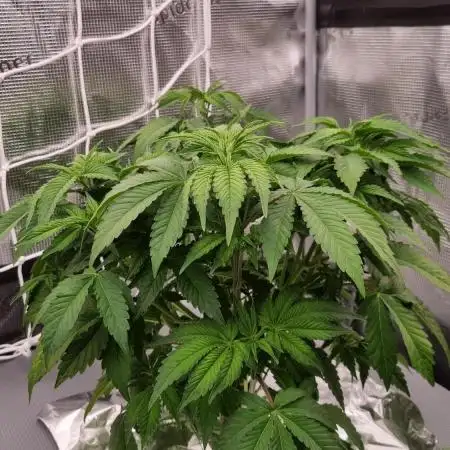 Papayton Fastbuds NFT