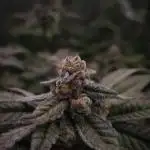 Bay Burger Delicious seeds NFT