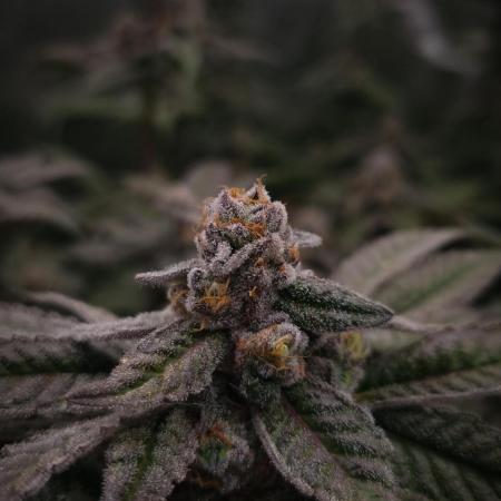 Bay Burger Delicious seeds NFT