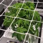 Studio 54 Stardust Auto Sweet Seeds NFT