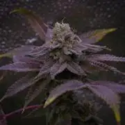 Cali Tings Wizard Trees SOIL