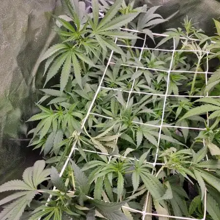 Bay Burger Delicious seeds NFT