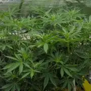 Lemon Z Dutch Passion