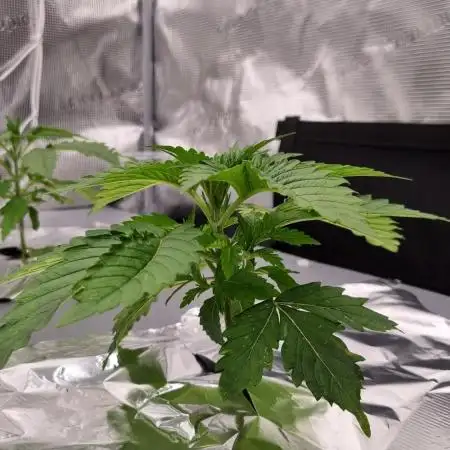 Garlic Cookies Pureinstinto NFT