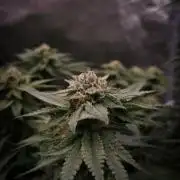 Sherbelato Cake #2 Dutch Passion SOIL