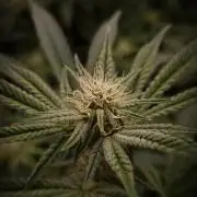 Midnight Candy HappyPlant420 SOIL