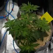 Orangu Tangie Monkey Genetics