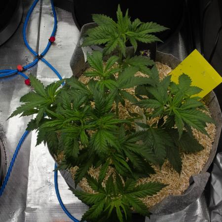 Orangu Tangie Monkey Genetics