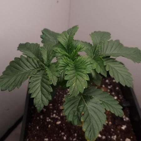 Grandpa Zombie IZI seeds SOIL