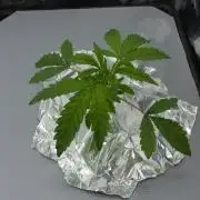 Sour Sherb Sensi Seeds