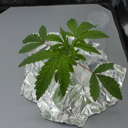 Sour Sherb Sensi Seeds