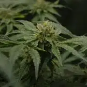 Forbidden Orange HappyPlant420