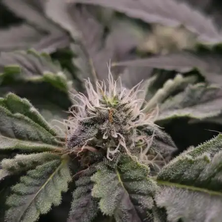 Monster Maker Sweet Seeds NFT