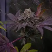 Cali Tings Wizard Trees SOIL