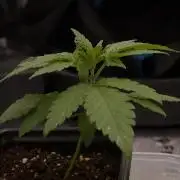 Forbidden Orange HappyPlant420