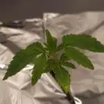 Papayton Fastbuds NFT