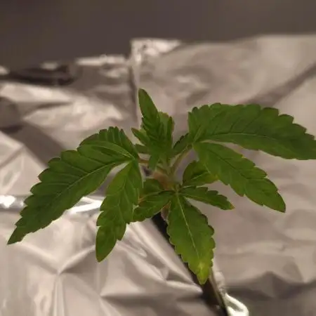 Papayton Fastbuds NFT