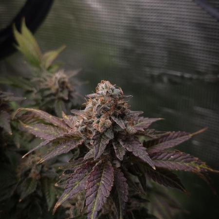 Garlic Cookies #2 Pureinstinto NFT