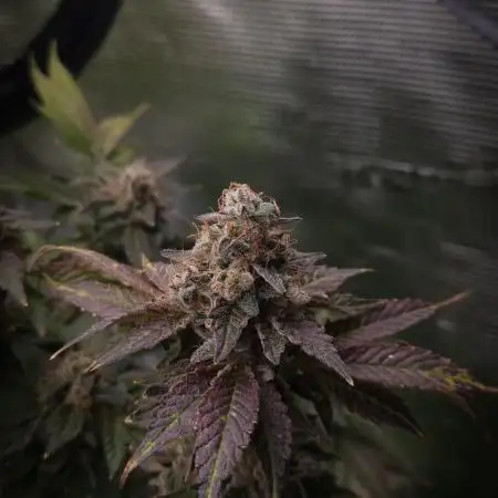 Garlic Cookies #2 Pureinstinto NFT