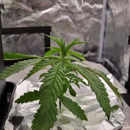 Orange Bud 2.0 Dutch Passion NFT