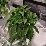 Garlic Cookies Pureinstinto NFT