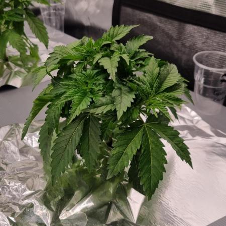 Garlic Cookies Pureinstinto NFT