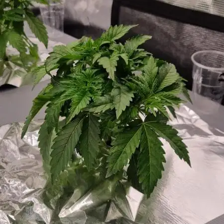 Garlic Cookies Pureinstinto NFT