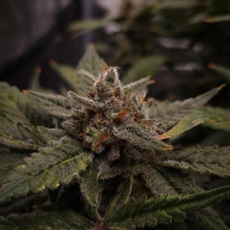 Studio 54 Stardust Auto Sweet Seeds NFT