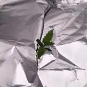 Durian Pie HappyPlant420 NFT