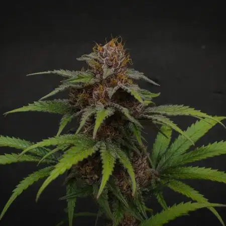 Sour Fruit Tartare Dutch Passion SOIL