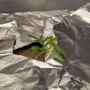 Aladdin Kush Khalifa Genetics NFT