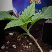 Sticky Broccoli Zamnesia SOIL