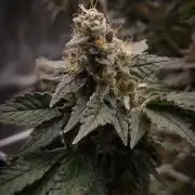 Garlic Cookies Pureinstinto NFT