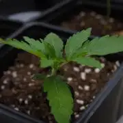 Lemon Z Dutch Passion